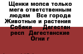 Щенки мопса только мега-ответственным людям - Все города Животные и растения » Собаки   . Дагестан респ.,Дагестанские Огни г.